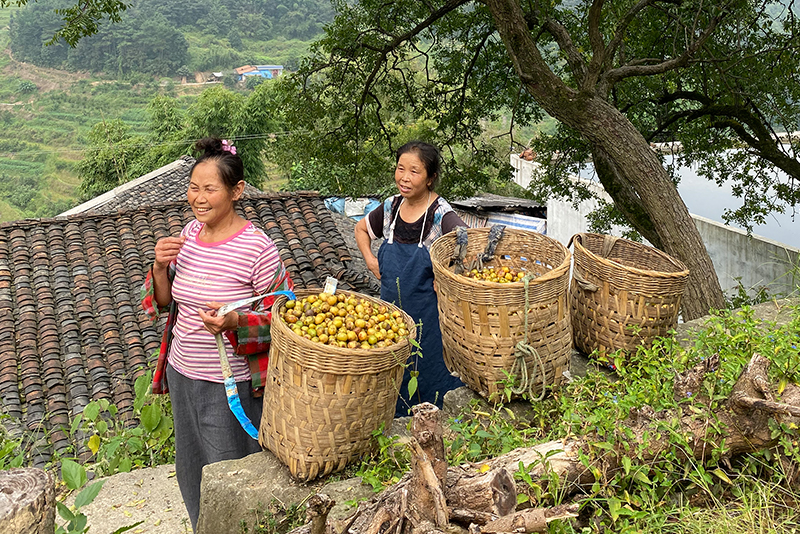 採摘收果